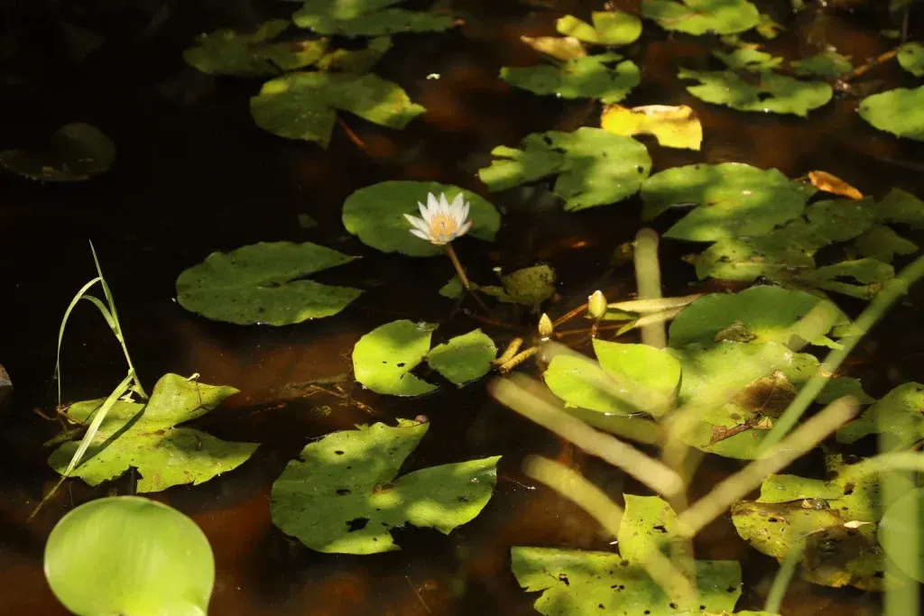 Retiro de Silencio y Meditación - 2025